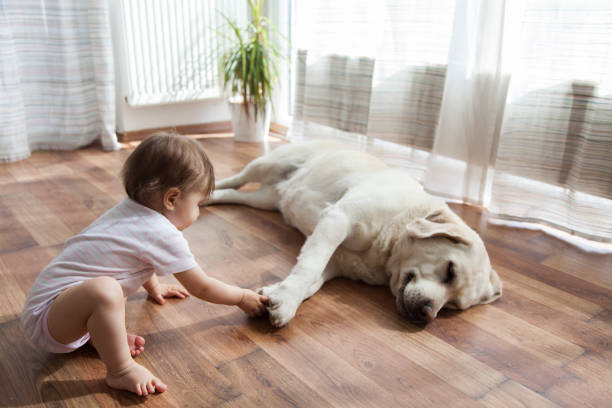 Kid playing with dog | Birons Flooring Inc